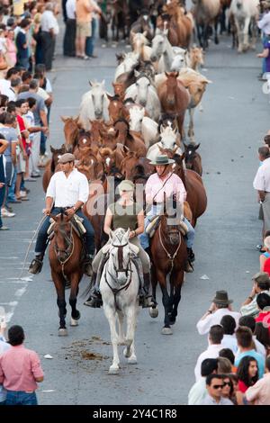 Almonte, Spanien, 26. Juni 2009, jeden 26. Juni führen Reiter Wildstuten und Hengste aus dem Marschland von Doñana nach Almonte, um die historische Saca de la zu feiern Stockfoto