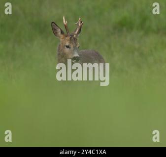 Rehe (Capreolus capreolus), rehbock mit beginnendem Haarwechsel auf einer Wiese, Wildtiere, Thüringen, Deutschland, Europa Stockfoto