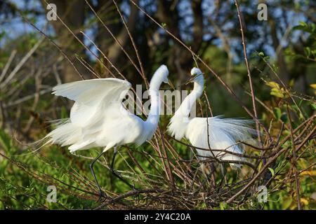 Two Great Egret (Ardea alba), auf Nest im Frühling, Wakodahatchee Wetlands, Delray Beach, Florida, USA, Nordamerika Stockfoto