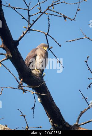 Falke am Straßenrand, Wegebussard, Buse à gros bec, Buteo Magrostris, rovarászölyv, Yasuní Nationalpark, Ecuador, Südamerika Stockfoto