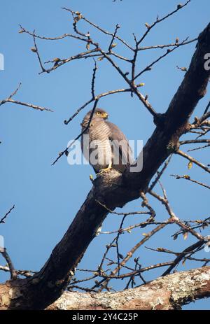 Falke am Straßenrand, Wegebussard, Buse à gros bec, Buteo Magrostris, rovarászölyv, Yasuní Nationalpark, Ecuador, Südamerika Stockfoto