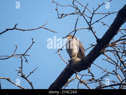 Falke am Straßenrand, Wegebussard, Buse à gros bec, Buteo Magrostris, rovarászölyv, Yasuní Nationalpark, Ecuador, Südamerika Stockfoto