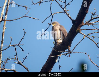 Falke am Straßenrand, Wegebussard, Buse à gros bec, Buteo Magrostris, rovarászölyv, Yasuní Nationalpark, Ecuador, Südamerika Stockfoto