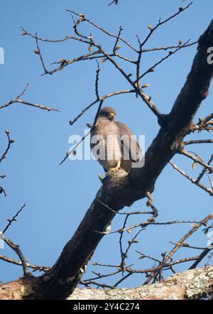 Falke am Straßenrand, Wegebussard, Buse à gros bec, Buteo Magrostris, rovarászölyv, Yasuní Nationalpark, Ecuador, Südamerika Stockfoto