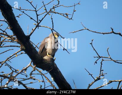 Falke am Straßenrand, Wegebussard, Buse à gros bec, Buteo Magrostris, rovarászölyv, Yasuní Nationalpark, Ecuador, Südamerika Stockfoto