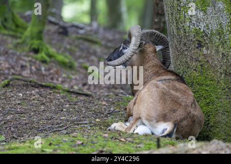Mufflon (Ovis-gmelini) im Wald, Vulkaneifel, Rheinland-Pfalz, Deutschland, Europa Stockfoto