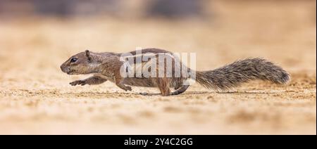 Atlas Eichhörnchen, Nordafrikanische Borsten Eichhörnchen oder Berberhörnchen (Atlantoxerus getulus) auf der Suche nach Nahrung, Fuerteventura, Spanien, Europa Stockfoto