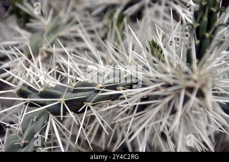 Kaktuskaktus, Opuntia tunicata, Mexiko, Mittelamerika Stockfoto