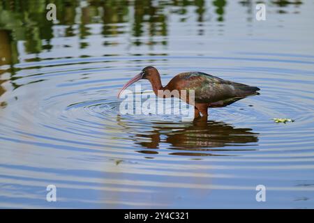 Glossy ibis, (Plegadis falcinellus), im Wasser, im Frühling, Wakodahatchee Feuchtgebiete, Delray Beach, Florida, USA, Nordamerika Stockfoto