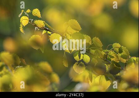 Zitternde Aspen (Populus tremula), Blätter werden im Herbst gelb, Niedersachsen, Deutschland, Europa Stockfoto