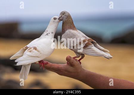 Straßentaube (Columba livia f. domestica) Straßentaube, Haustaube, Stadttaube, Stadttaube, sitzt auf der Hand von Touristen, Tourismus, Liebe zu an Stockfoto