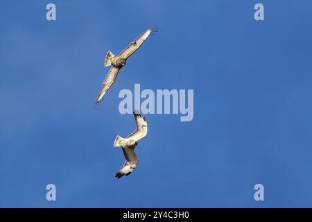 Zwei Bussarde (Buteo buteo) im Flug gegen einen hellblauen Himmel, umkreisen einander, Hessen, Deutschland, Europa Stockfoto