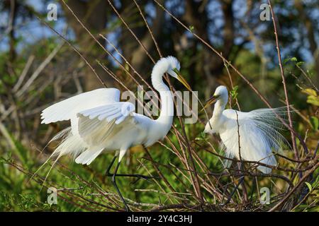 Two Great Egret (Ardea alba), auf Nest im Frühling, Wakodahatchee Wetlands, Delray Beach, Florida, USA, Nordamerika Stockfoto