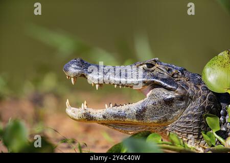 Brillenkaiman (Caiman crocodilius) Panatanal Brasilien Stockfoto