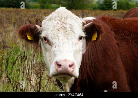 Das Porträt einer freundlichen hereford-Kuh. Sie ist braun mit einem weißen Kopf. Sie nimmt die nervigen Fliegen auf ihrem Mantel, ohne sich zu ärgern Stockfoto