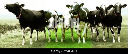 Sechs holsteinfriesische Kühe stehen hinter Stacheldraht. Sie sind neugierig. Eine Kuh moos. Das Foto wird teilweise in ein altes Bild umgewandelt. Das Konzept Stockfoto