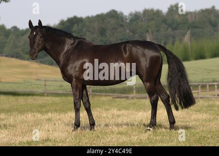 Holsteiner, schwarze Stute Stockfoto