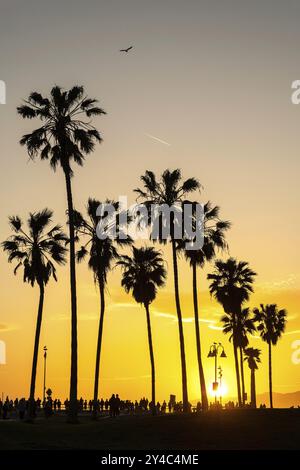Die Silhouetten der Palmen bei Sonnenuntergang am Venice Beach, Los Angeles, USA, Nordamerika Stockfoto