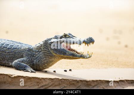 Brillenkaiman (Caiman crocodilius) Panatanal Brasilien Stockfoto