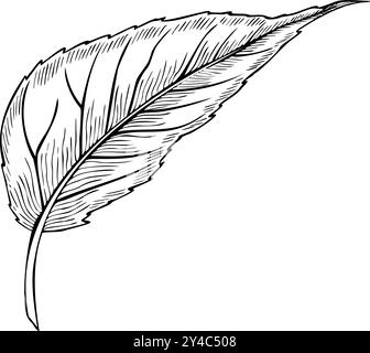 Vektorillustration von Sonnenblumenblatt. Schwarze lineare botanische Zeichnung der Pflanze auf isoliertem Hintergrund für Hochzeitseinladungen oder Grußkarten. Blumenätzung für Clipart mit Laub. Stock Vektor