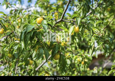 Reife gelbe Kirschpflaumen auf Baum im Sommer Stockfoto