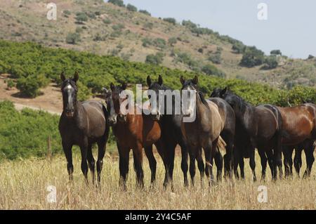 Herde junger Pferde vor einer Berglandschaft Stockfoto