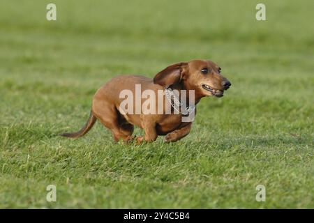 Kurzhaariger brauner Dackel bei einem Galopp Stockfoto