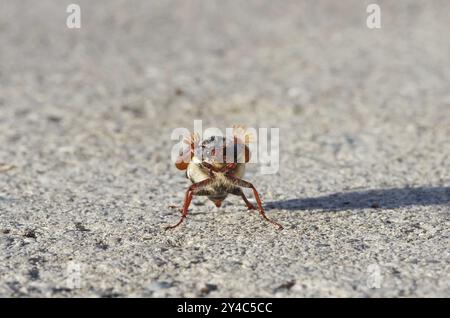 Tanzender Cockchafer vor dem Start Stockfoto