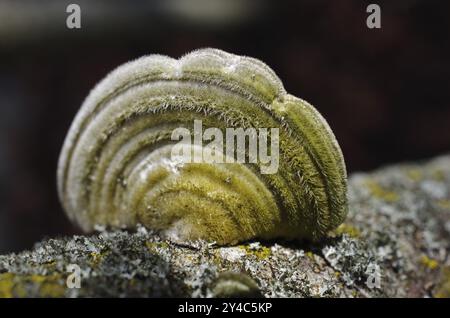 Der Haarkopf (Trametes hirsuta) ist eine Art von holzbewohnenden Pilzen Stockfoto