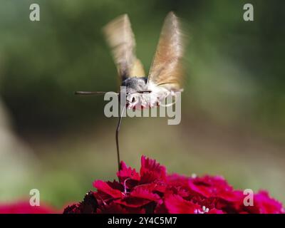 Taubenschwanztaube im summenden Flug, der Nektar trinkt Stockfoto