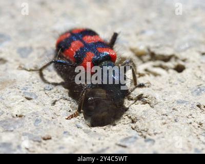 Biene-Käfer Stockfoto