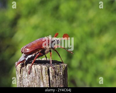 Cockchafer vor dem Start Stockfoto