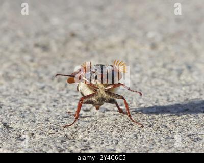 Tanzender Cockchafer vor dem Start Stockfoto