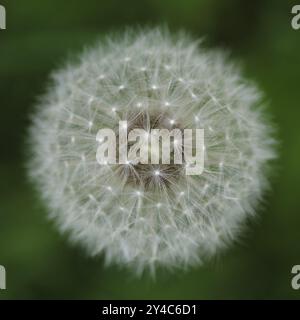 Blick von oben auf die Regenschirme einer Löwenzahn-Blume Stockfoto