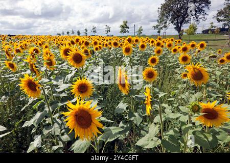 Ein Sonnenblumenfeld in der Nähe des Baronville Estate, Béville-le-Comte, Frankreich Stockfoto