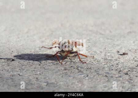 Cockchafer vor dem Start Stockfoto