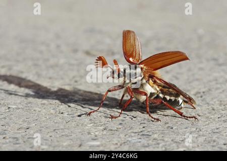 Cockchafer entfaltet seine Flügel vor dem Start Stockfoto