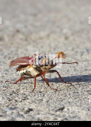 Cockchafer vor dem Start Stockfoto