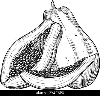 Vektor-Illustration von Papaya-Früchten im linearen Stil. Lebensmittelätzung von Pfotenpflanzen mit schwarzer Tinte auf isoliertem Hintergrund. Umrisszeichnung eines exotischen tropischen Desserts. Skizze für Produktionslabel Stock Vektor