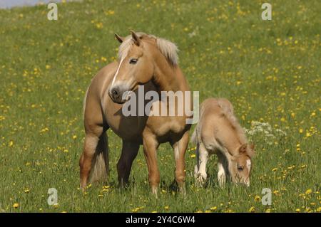 Haflinger Stute mit Fohlen auf Blumenwiese Stockfoto