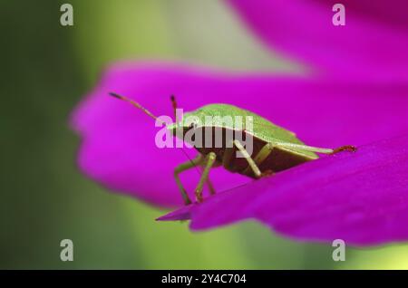 Wolfsspinne auf Blatt mit Wassertropfen Stockfoto