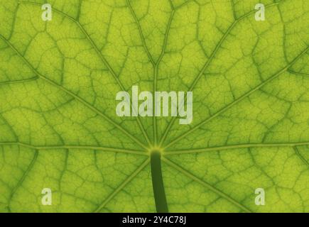 Unteransicht der Blattoberfläche eines Kapuzinerkasturtiums Stockfoto