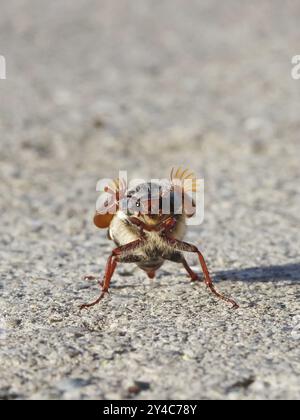 Tanzender Cockchafer vor dem Start Stockfoto