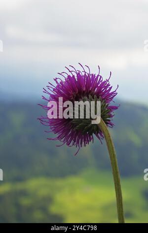 Almdistel, Hochgrat, Naturpark Nagelfluhkette Stockfoto