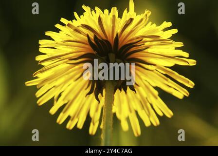 Unteransicht einer Löwenzahn-Blume Stockfoto