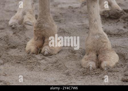 Vier Meter von einem Kamel Stockfoto