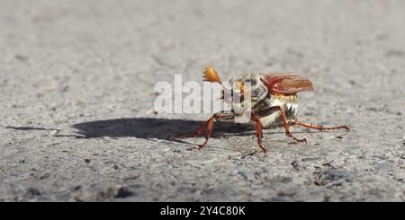 Cockchafer vor dem Start Stockfoto