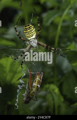 Wespenspinne mit eingesponnenem Grashüpfer als Beute Stockfoto