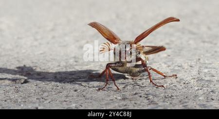 Cockchafer entfaltet seine Flügel vor dem Start Stockfoto