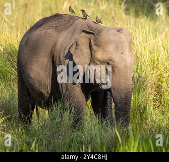 Ein Elefant, der durch die Wälder des Nagarhole National Park (Indien) streift Stockfoto